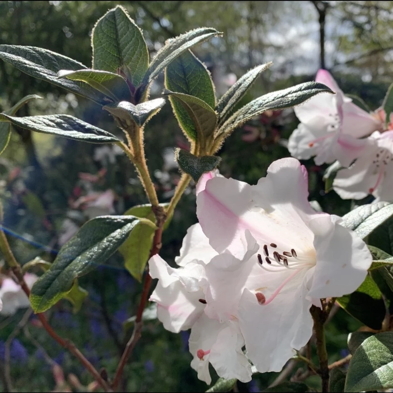 'Fragrantissimum' AGM